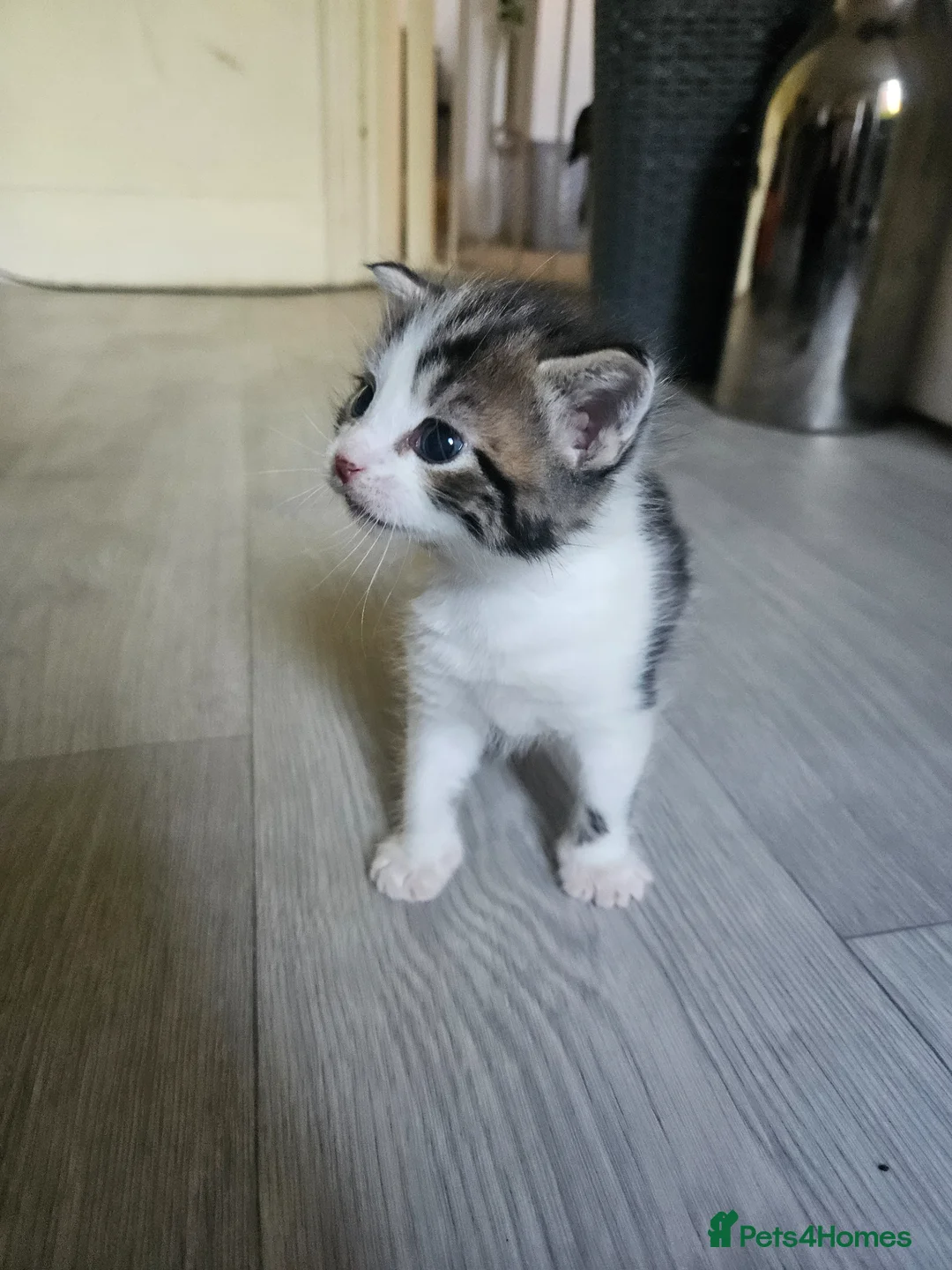 Maine Coon cats for sale: Maine coon mix kittens - Advert 1