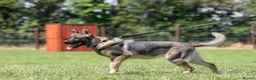 German Shepherd dogs for sale: Working line KC GSD pups  - Advert 16