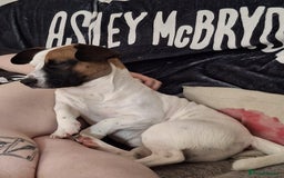 Mixed Breed dogs for sale: Bruno - Needs a New, Loving Home - Image 20