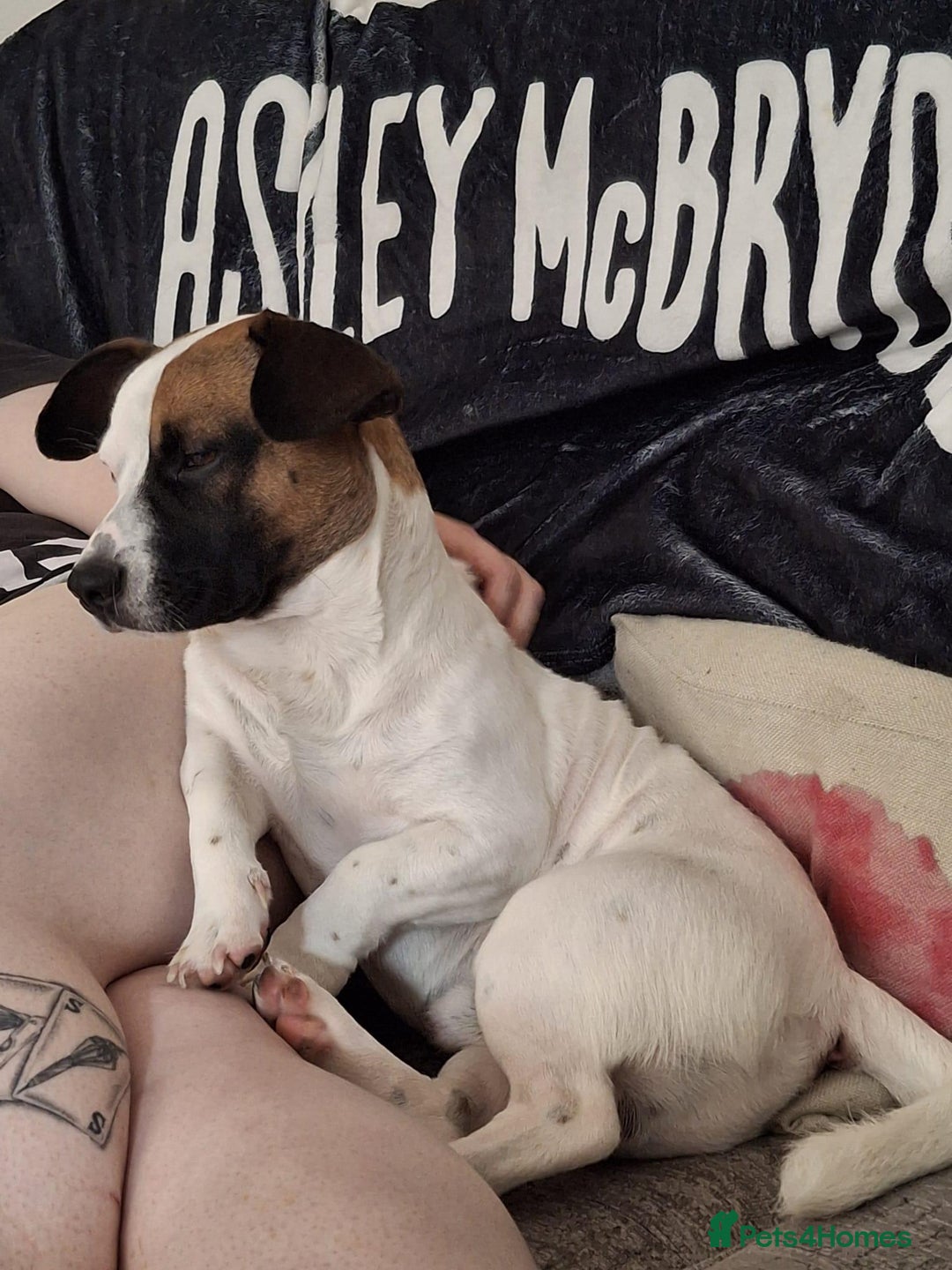 Mixed Breed dogs for sale: Bruno - Needs a New, Loving Home - Image 20