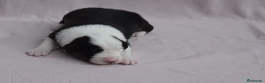 Bandit
