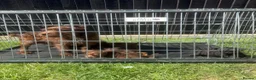 Patterdale Terrier dogs for sale: Patterdale terrier pups in Gravesend - Advert 12
