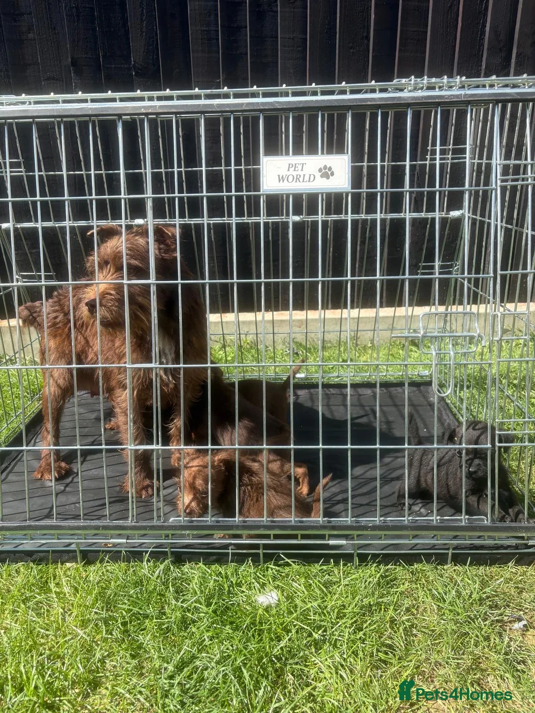 Patterdale Terrier dogs for sale: Patterdale terrier pups in Gravesend - Advert 12