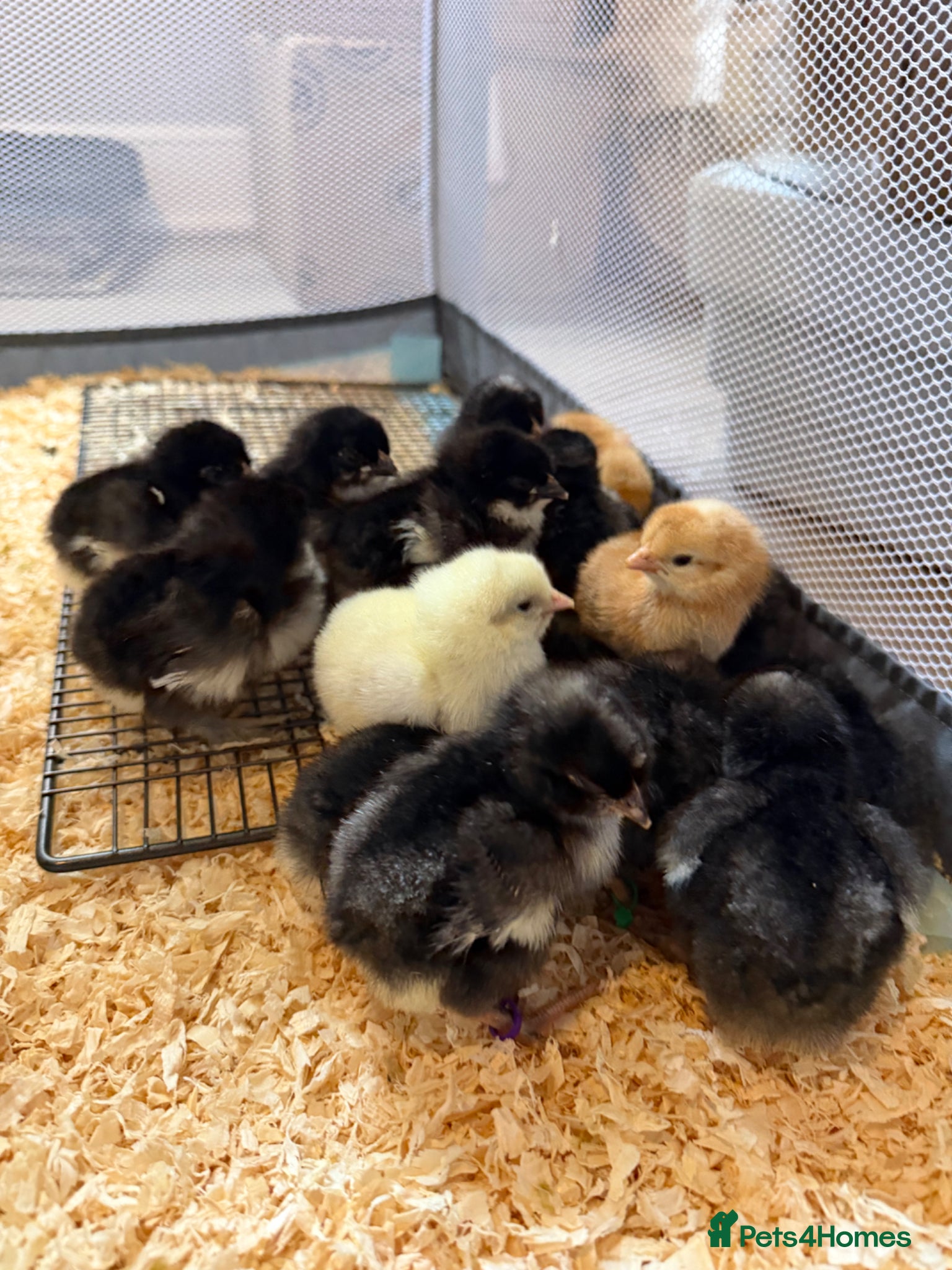 Chickens poultry Olive Egger & Copper Black Maran chicks - Advert 2