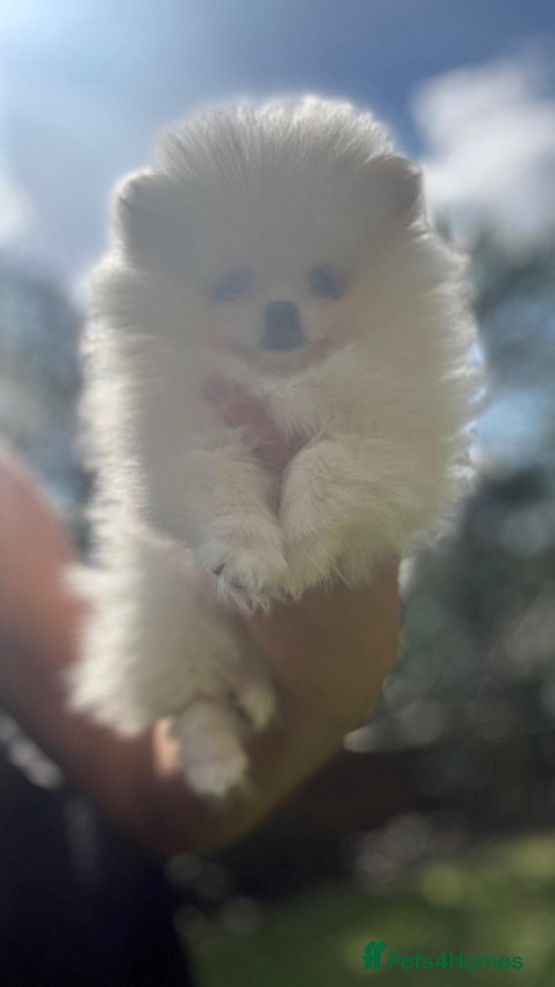 Pomeranian dogs for sale: Quality girl ready now PRINCESS 💕 - Image 31