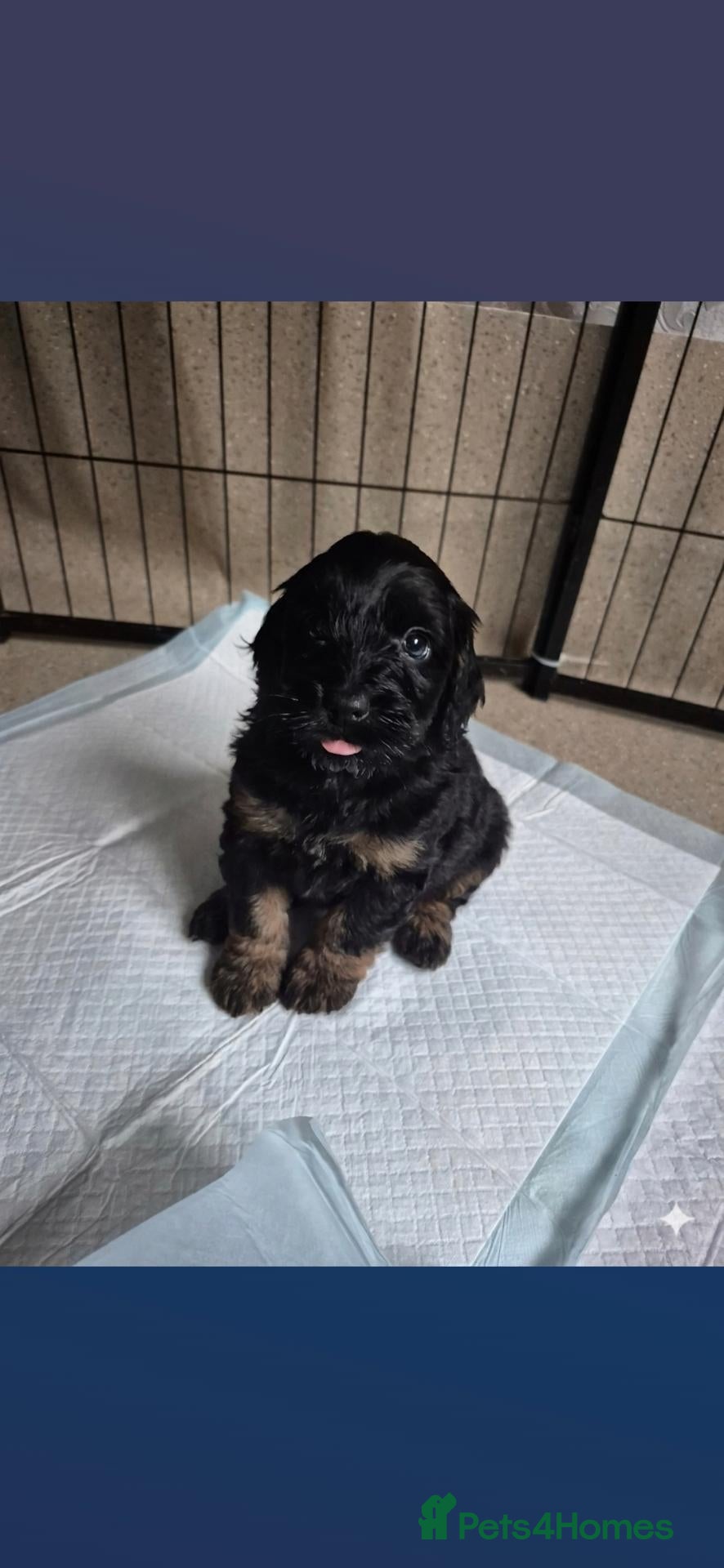 Cockapoo dogs  black n tan/ white cockapoo girls - Advert 10