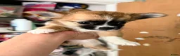 Chihuahua dogs for sale: Adorable pure chihuahua puppies  in Hull - Advert 7