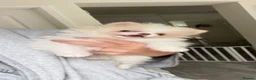 Pomeranian dogs for sale: Tiny white boy  - Advert 4