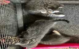 Mixed Breed cats for sale: Beautiful grey kittens - Image 4