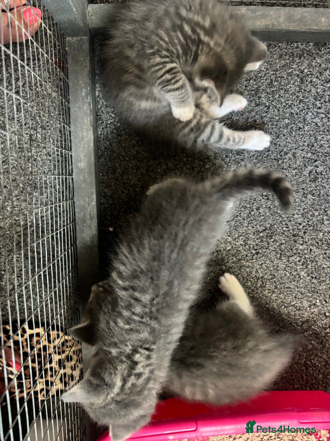 Mixed Breed cats for sale: Beautiful grey kittens - Image 4