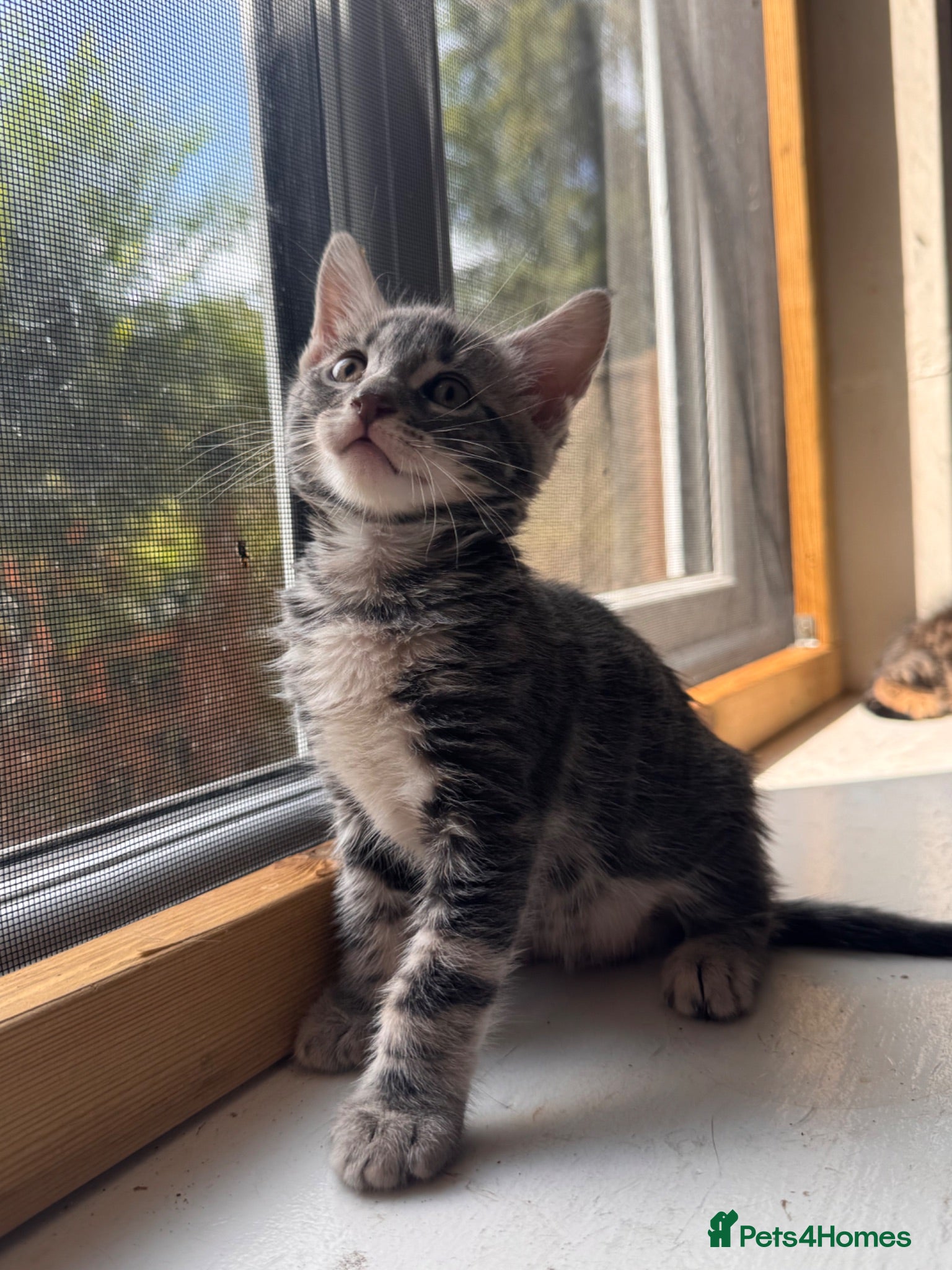 Mixed Breed cats Bencoon kittens Maine Coon x Bengal  - Advert 2