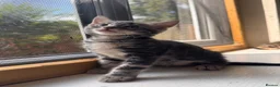 Mixed Breed cats for sale: Bencoon kittens Maine Coon x Bengal  - Advert 2
