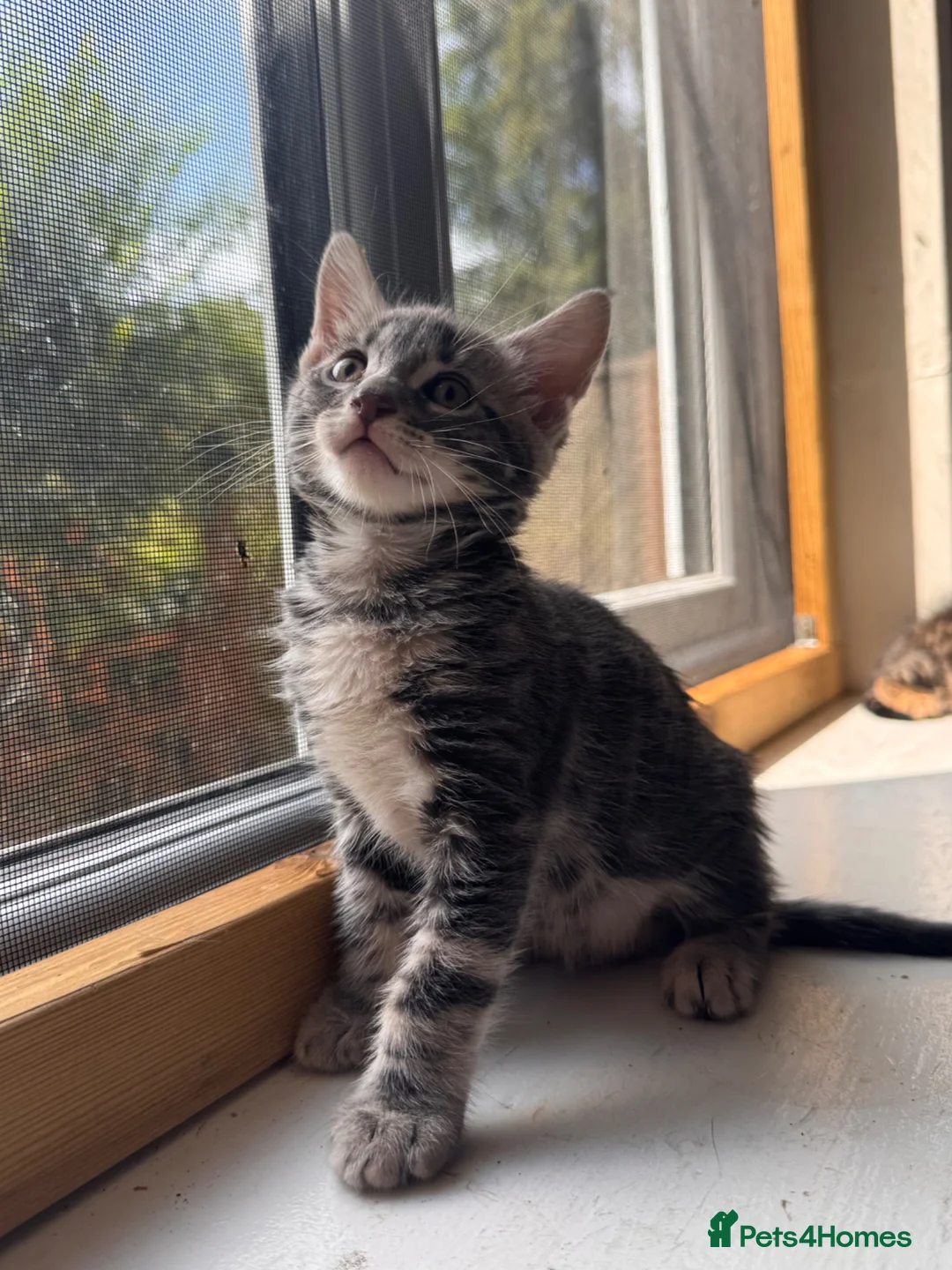Mixed Breed cats for sale: Bencoon kittens Maine Coon x Bengal  - Advert 2