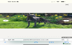 Whippet dogs for sale: Beautiful blue whippets  - Image 7
