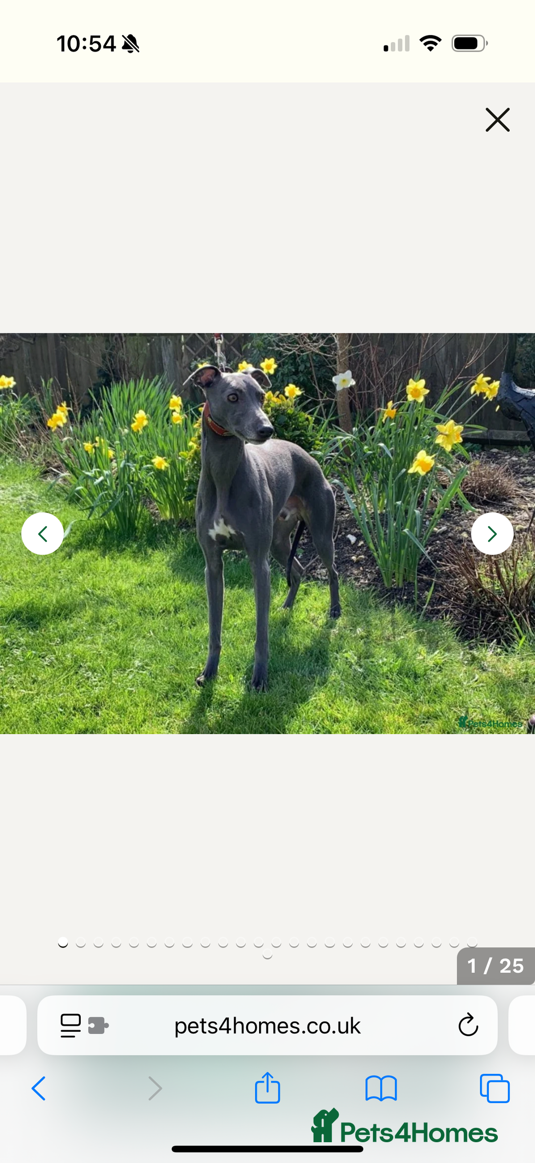 Whippet dogs for sale: Beautiful blue whippets  - Image 7