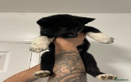 Akita dogs for sale: akita puppies  - Image 7