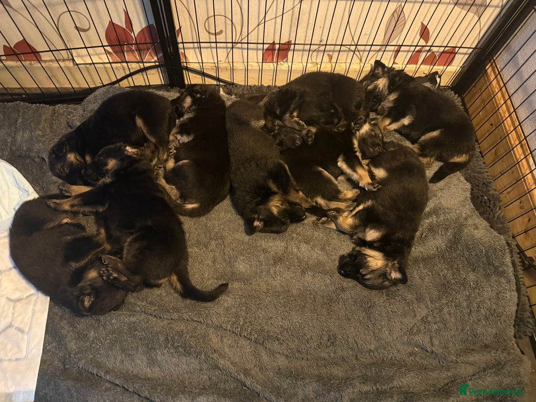 German Shepherd dogs for sale: German Shepard puppies  - Advert 12