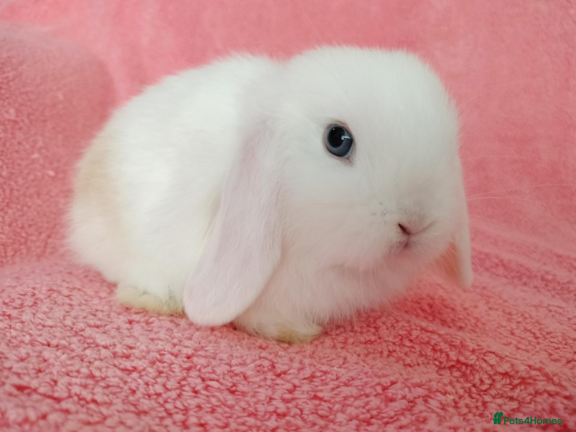 Mini Lop rabbits Baby mini lops for sale  - Advert 22