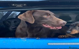 Labrador Retriever dogs for sale: Beautiful Labrador Retriever puppies - Image 8