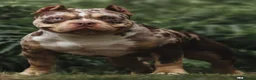 American Bully dogs for sale: ✨ Stunning ABKC Pocket Bully Puppies ✨ - Advert 3