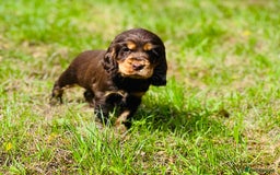 Cocker Spaniel dogs for stud: 100% SHOW TYPE, KC REGISTERED, 100% SUCCESS RATE in Crewe - Image 13