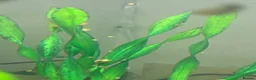 Snails fish for sale: Golden apple snails - Advert 8