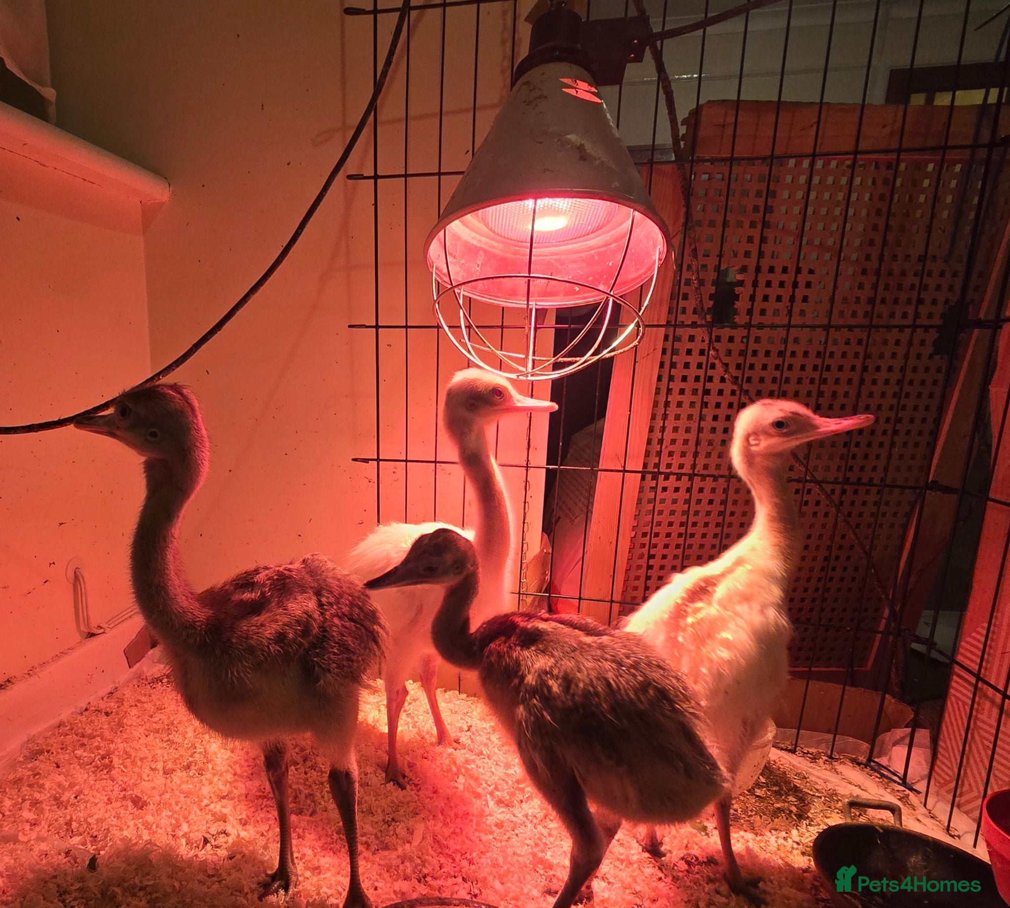 Emus poultry RHEA chicks - Advert 2