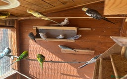 Budgerigars birds for sale: Budgiesfor sale - Image 5