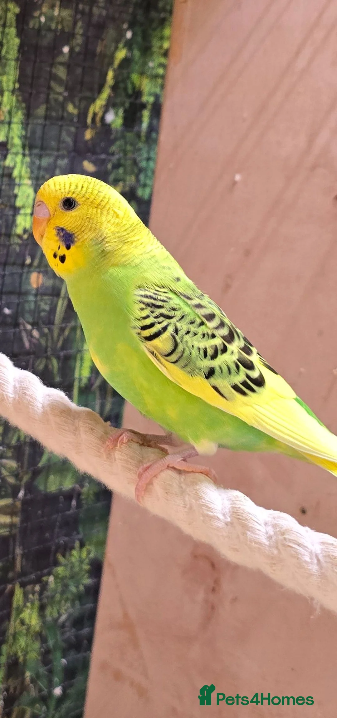Budgerigars birds for sale: Two budgerigars for sale. - Advert 2