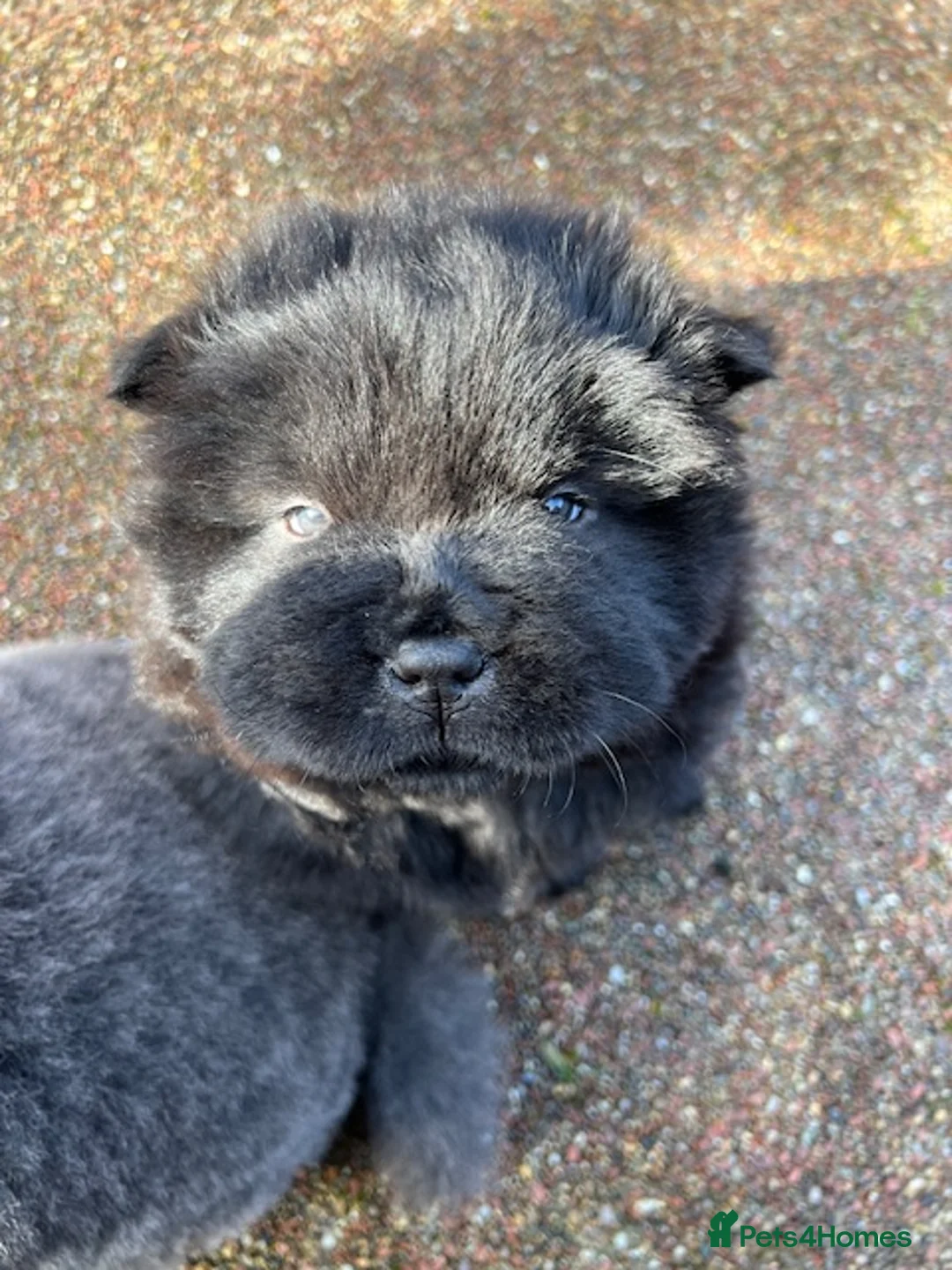 Chow Chow dogs for sale: Chow Chow Puppies - Advert 8