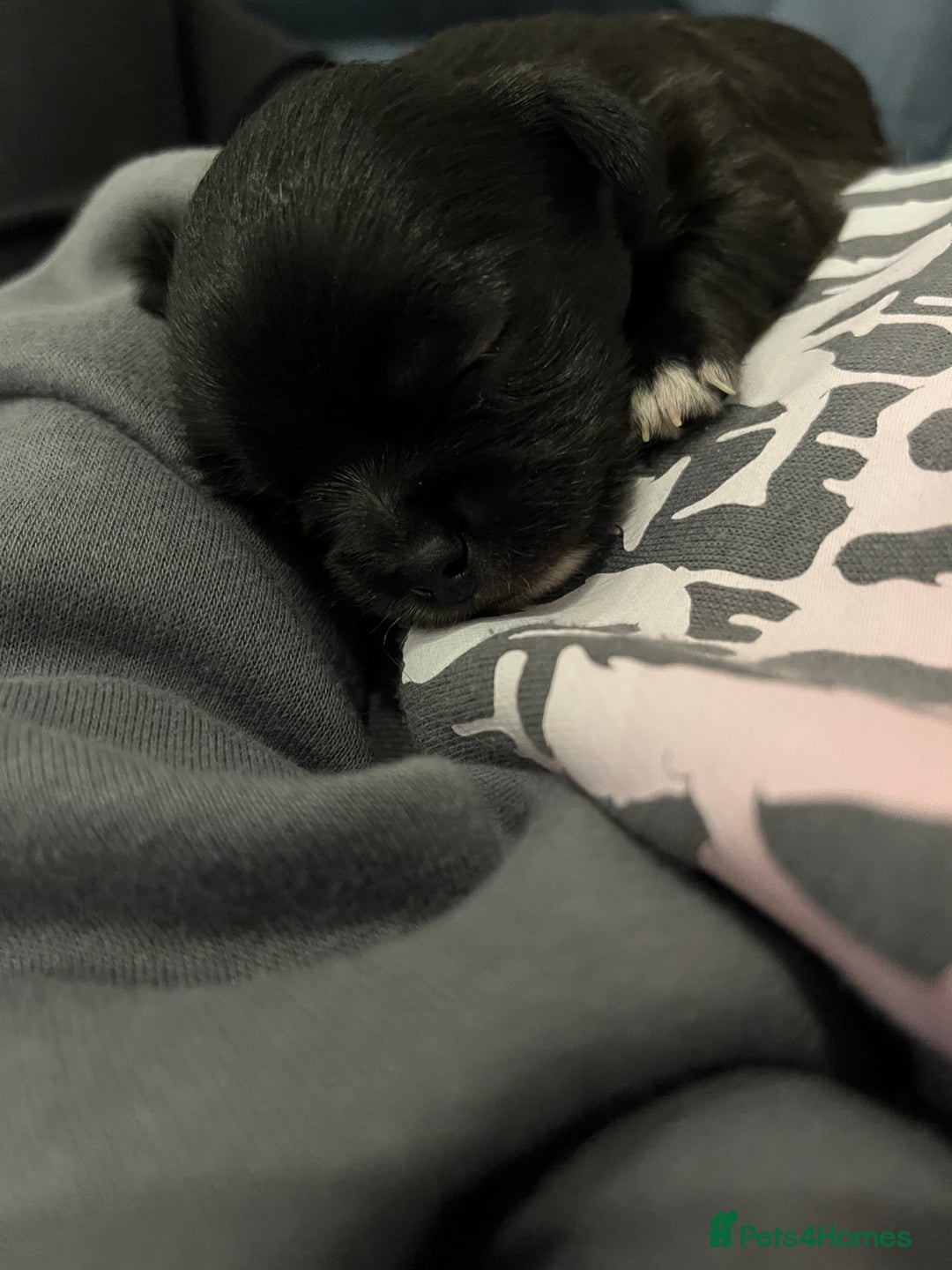 Mixed Breed dogs for sale: Malchi pups available  - Advert 19