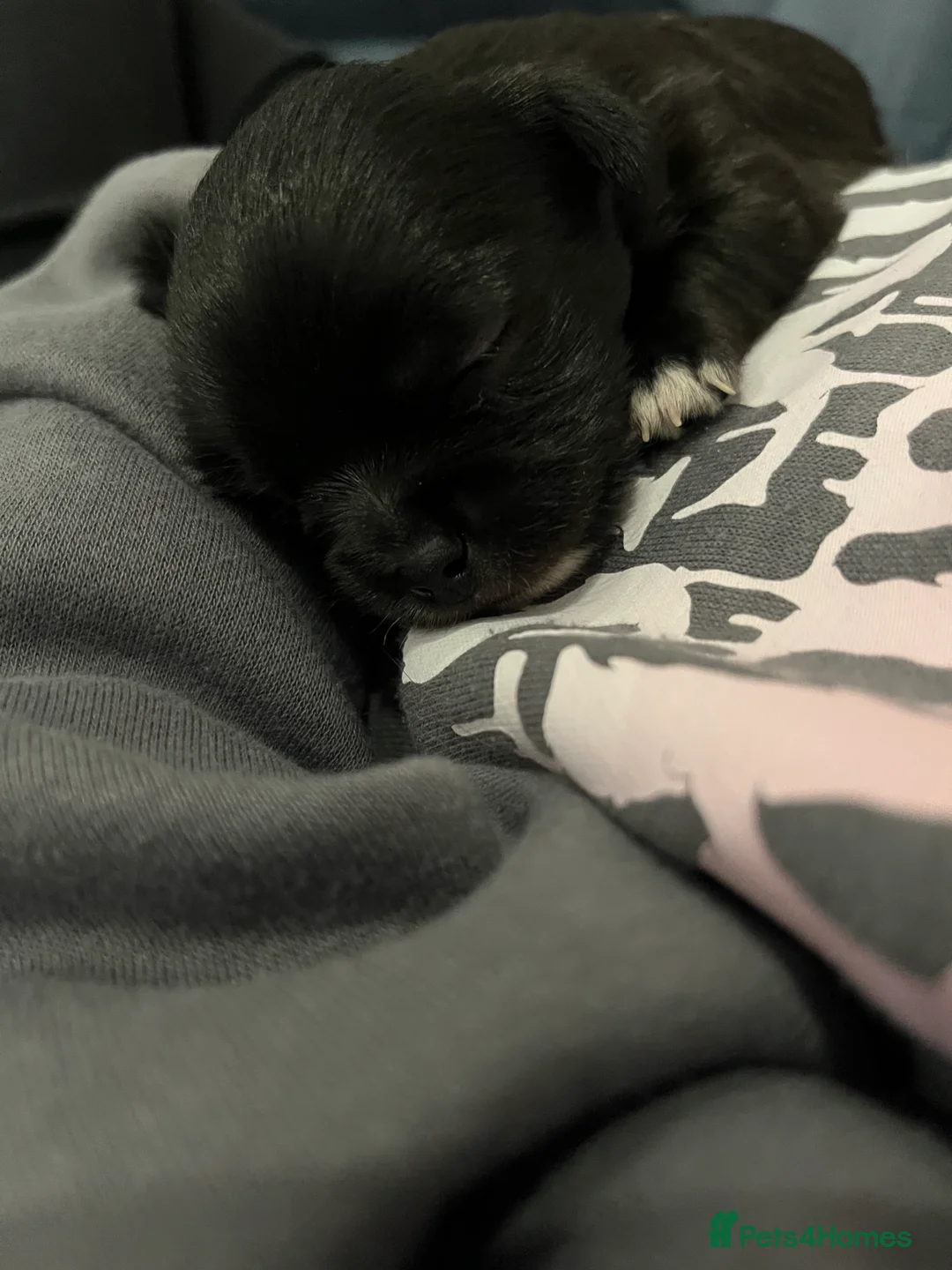 Mixed Breed dogs for sale: Malchi pups available  - Advert 22