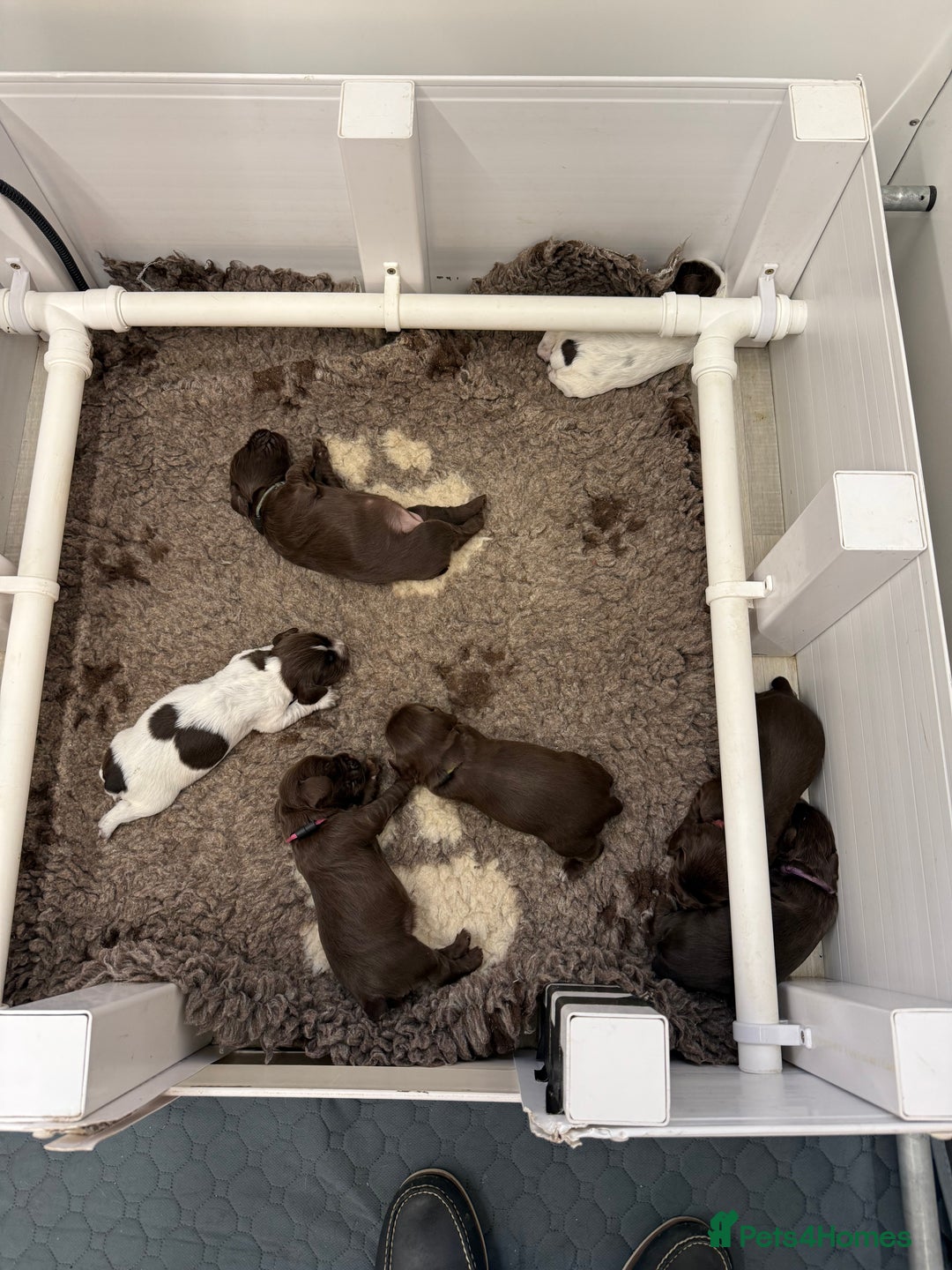 Cocker Spaniel dogs for sale: Working cocker spainel Puppys Ready to leave  - Image 20