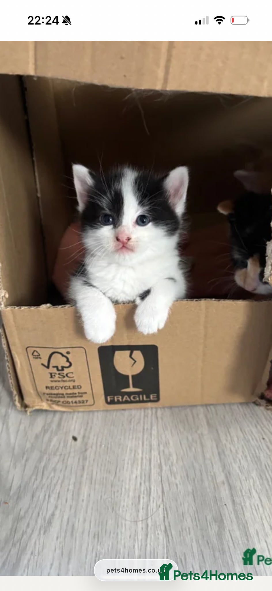 Mixed Breed cats 1 FEMALE Black and white kitten only - Advert 4