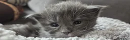 Maine Coon cats for sale: 2 Maine Coone Kittens for sale - Advert 4