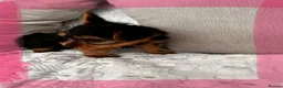 Yorkshire Terrier dogs for sale: Yorkshire terrier puppies  - Advert 6