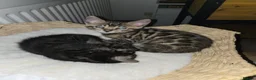 Bengal cats for sale: Bengal kittens ready to leave now! - Advert 10