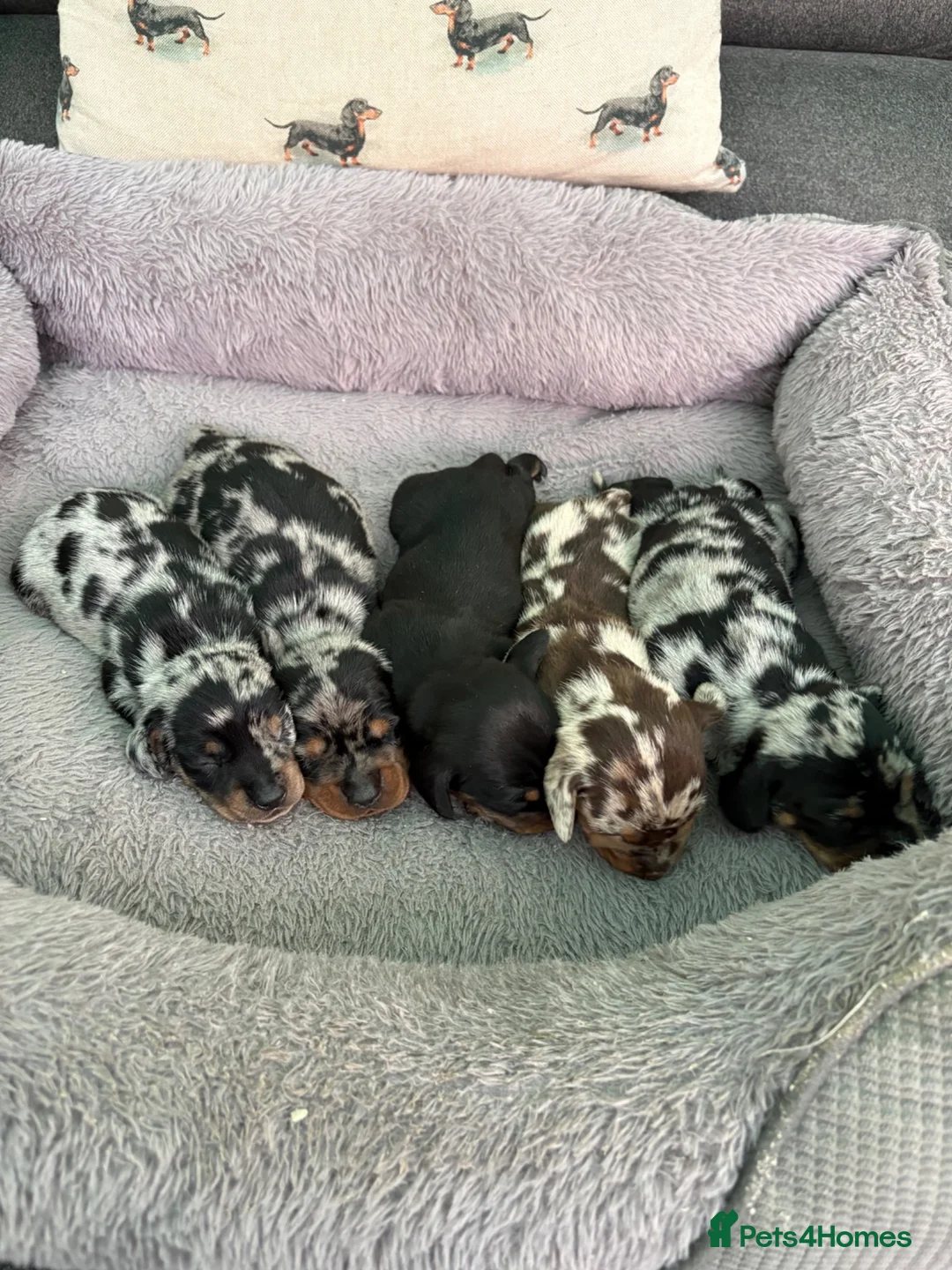 Miniature Dachshund dogs for sale: Beautiful Miniature Dachshund Puppies in Keighley - Advert 1