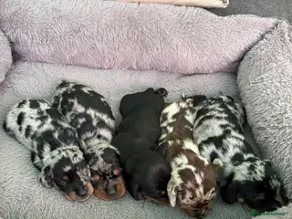 Miniature Dachshund dogs Beautiful Miniature Dachshund Puppies - Advert 4