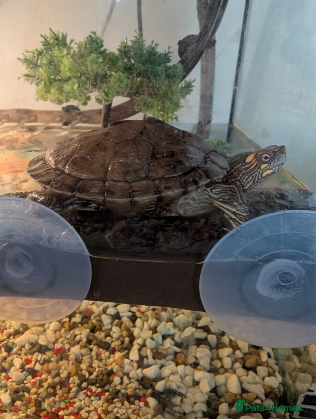 Turtle reptiles for sale: Mississippi Map Turtle - Advert 1