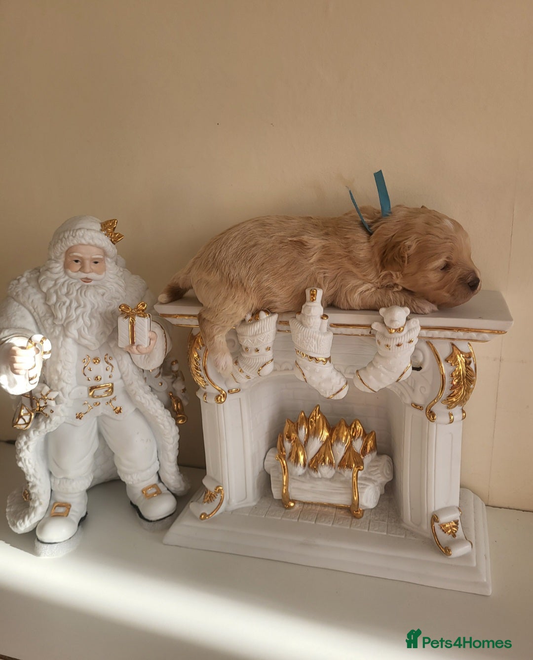 Maltipoo dogs for sale: Toy maltipoo puppies  - Advert 31