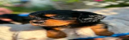 Cavalier King Charles Spaniel dogs for sale:  cavalier king charles spaniels  - Advert 4