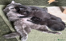 British Shorthair cats for sale: British blue short hair x ragdoll kittens - Image 1