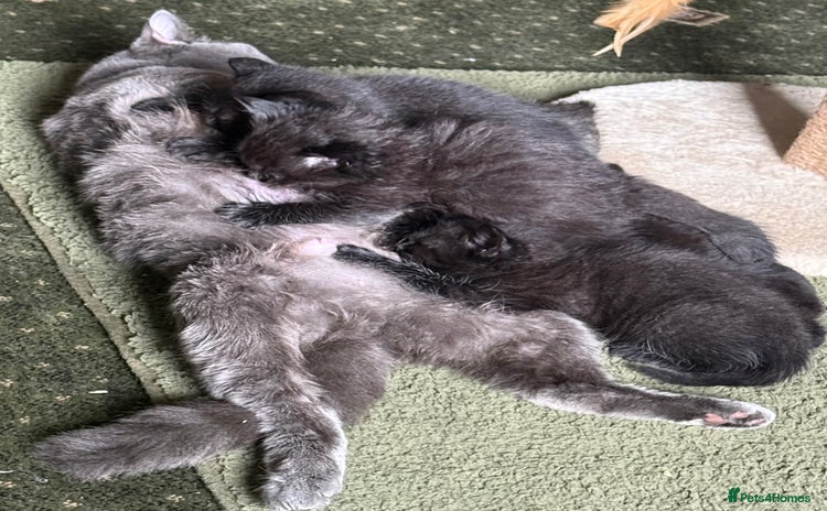 British Shorthair cats - Advert 8