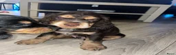 Cocker Spaniel dogs for sale: Beautiful english cocker spaniels leave 24th July  - Advert 26