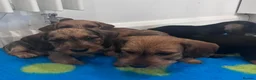 Miniature Dachshund dogs for sale: Miniature dachshund Wirehaired  - Advert 9