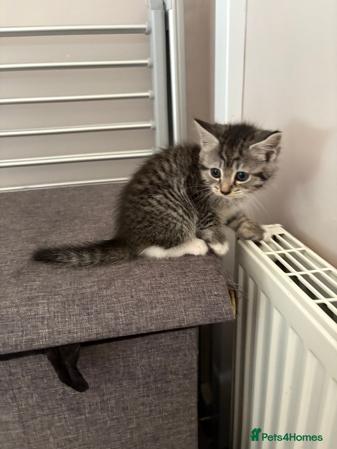 Mixed Breed cats for sale: Silver & brown British shorthair / bengal kittens  - Image 28