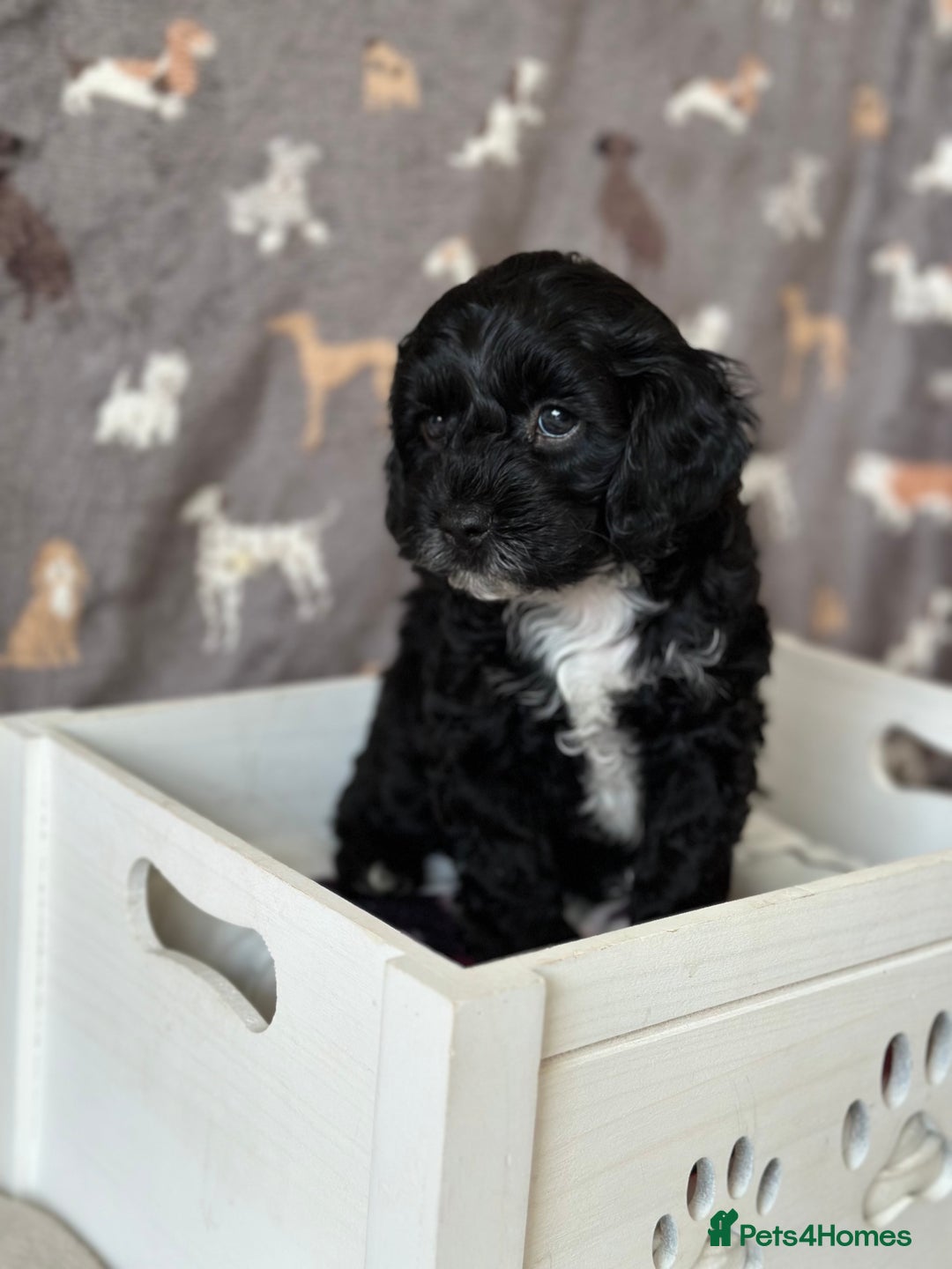 Cavachon dogs for sale: Cavapoochon pups for sale - Advert 9