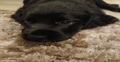 Cocker Spaniel dogs - Advert 15
