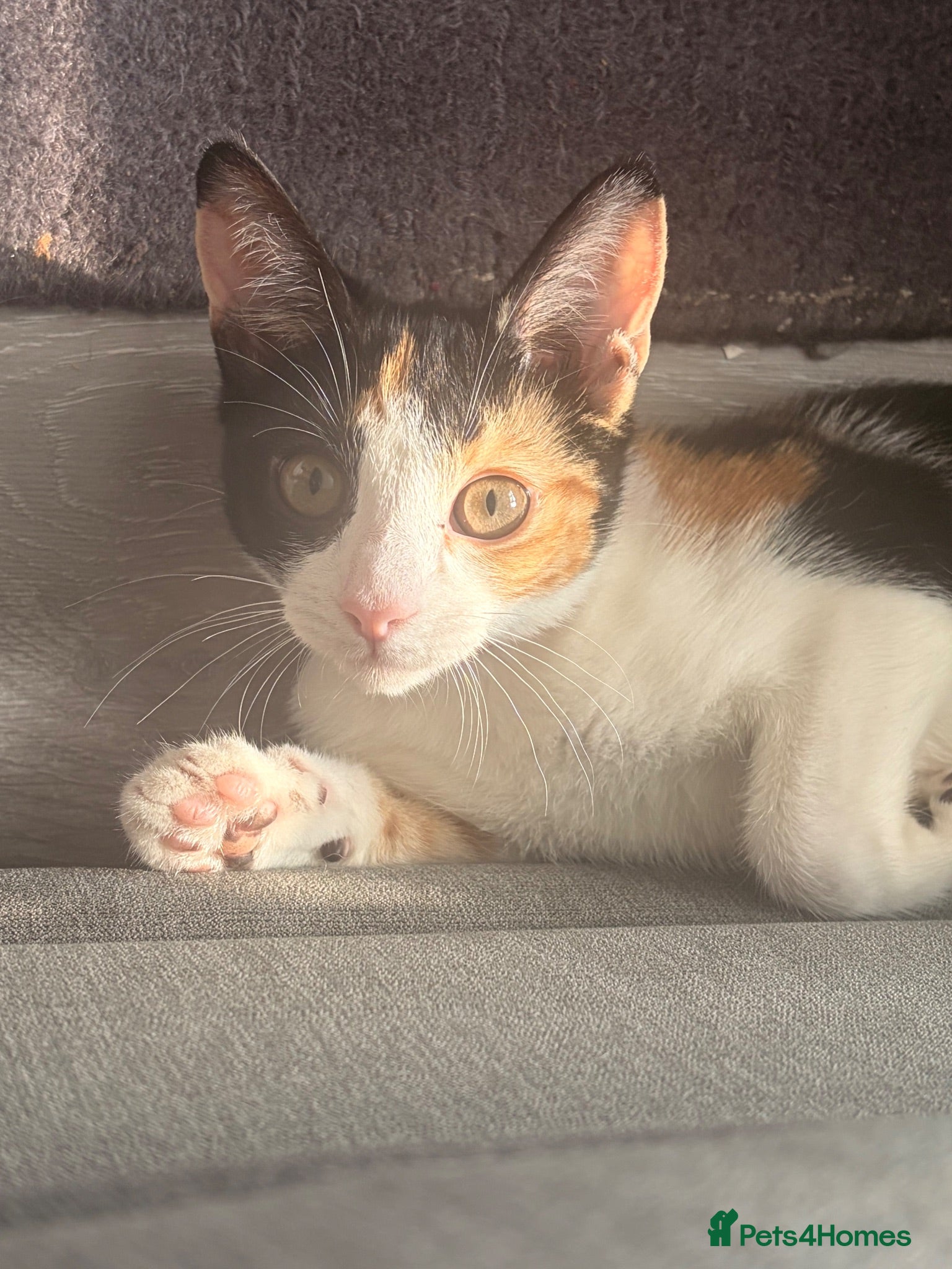 Mixed Breed cats Adorable kitten  - Advert 2